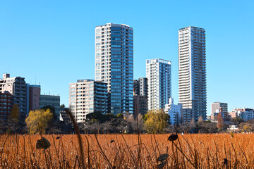 上野不忍池の冬の景観