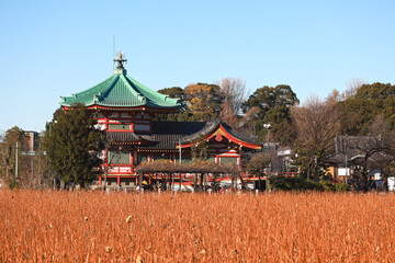 上野不忍池の冬の景観