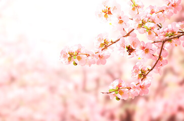 Horizontal spring banner with Japanese Quince flowers (Chaenomeles japonica) of pink color on sunny backdrop