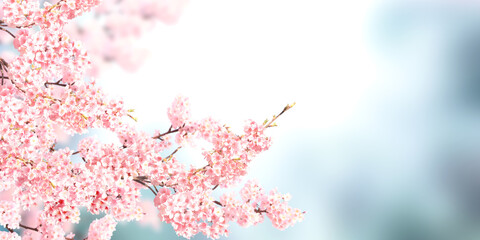 Horizontal banner with sakura flowers of pink color on sunny backdrop