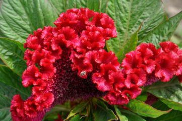 Cock's comb - top view