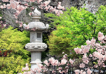 Stone lantern and Blooming sakura trees in garden near to Hasedera (Hase-dera) temple, Kamakura, Japan