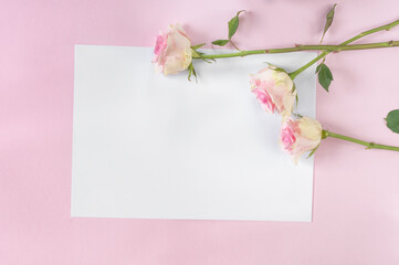 Layout for congratulations on the holiday. Day, Mothe 's   Day, Women's Day, wedding, birthday. Delicate roses on a pink background with a white sheet of paper. Top view, flat lay with copy space 