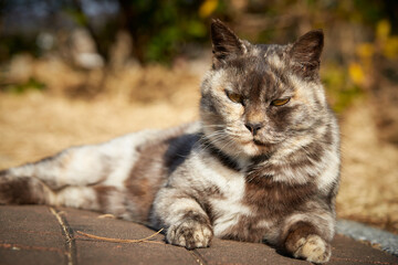 Obraz premium 野良猫