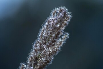 frost on a tree
