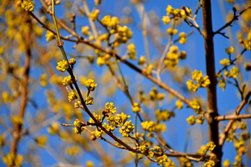 dogwood blossom in spring in Germany, Chinese medicinal tree