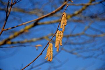 Hazelnut blossom in Germany in wintertime