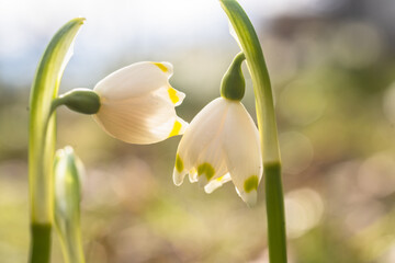 Fr&uuml;hlingsbl&uuml;her M&auml;rzenbecher: Die Pflanze steht unter Naturschutz.