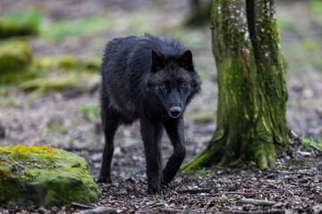 Fototapeta premium Black wolf walking in the forest