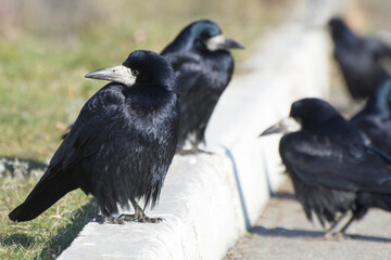 Eurasian rook (Corvus frugilegus) and crows (Corvus corax) in bird flock.