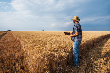 Agronomist is examining grain crops while harvesting is taking place.