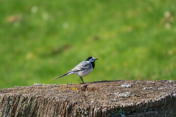 White Wagtail on a tree stub