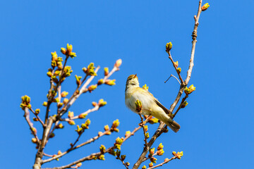 Leaf warbler on a tree branch with spring buds