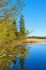 Fototapeta na wymiar Lake with budding tree branches at spring