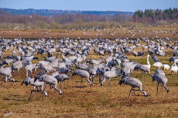 Many Cranes on a field in spring