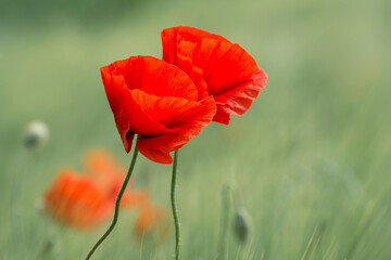 Flowers of red poppy (Papaver rhoeas) on a wheat background. Wild flowers.