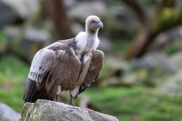 Portrait of a griffon vulture in the moutain