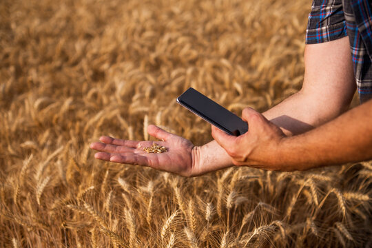 Close up of farmer holding wheat grain in his hands. He is taking picture of grain.