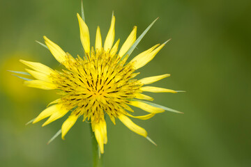 Yellow wild flower of Meadow Salsify close up. Goatsbeard (Tragopogon pratensis) blooms in the meadow in spring.