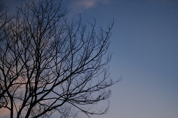 Fototapeta na wymiar silhouette of a tree against the sky on sunest time