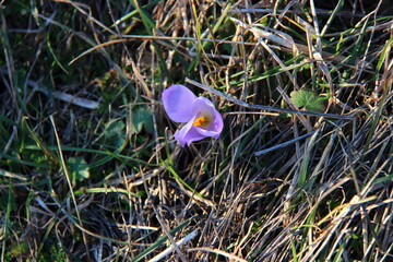 Fiore