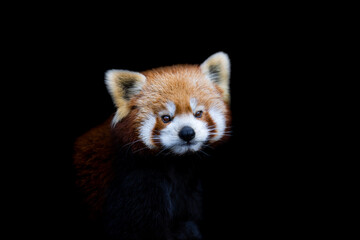 Portrait of a red panda with a black background