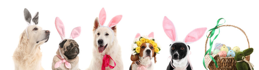 Group of dogs with bunny ears and Easter eggs on white background