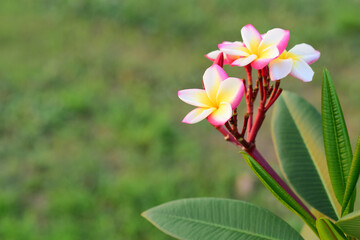 frangipani flowers on the grass background