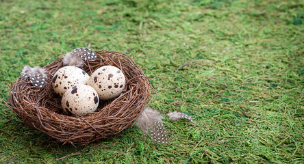 Obraz premium quail eggs in the nest