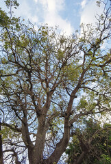 Landscape the big tree with nature background