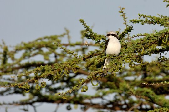 Ein Graumantelw&uuml;rger (Lanius excubitoroides) in einer Akazie,  &Auml;thiopien.