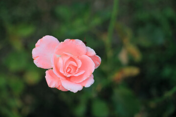 One red rose in green garden