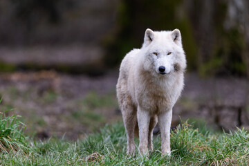 White wolf resting in the forest