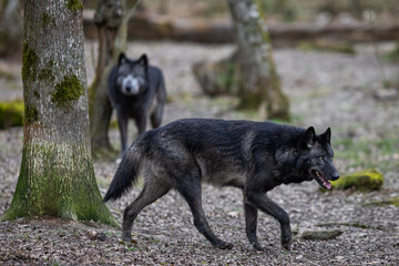 Black wolf walking in the forest