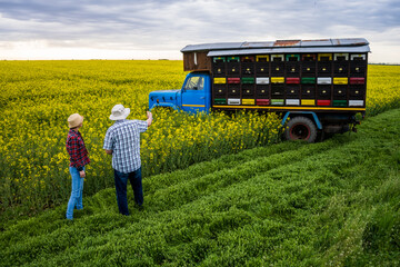 Two generations beekeepers are standing in front of their truck with beehives. Senior man is...