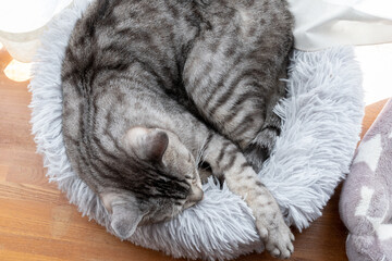 Naklejka na ściany i meble 眠る猫　サバトラ猫
