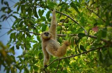 White-handed gibbon or Gibbons on trees, gibbon hanging from the tree branch. Animal in the wild, Khao Yai National Park, Thailand.