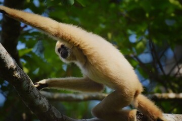 White-handed gibbon or Gibbons on trees, gibbon hanging from the tree branch. Animal in the wild, Khao Yai National Park, Thailand.