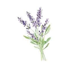 Watercolor lavender bouquet for wedding card. Hand painted vintage violet flowers with leaves and branch isolated on white background. Spring wildflowers wreath illustration for invite card,  logo - 490022547