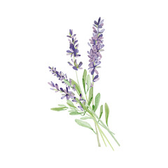 Watercolor lavender bouquet for wedding card. Hand painted vintage violet flowers with leaves and branch isolated on white background. Spring wildflowers wreath illustration for invite card,  logo