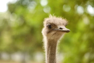 Zelfklevend Fotobehang African ostrich in zoological garden, closeup © Pixel-Shot
