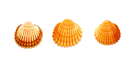 Small shells of  juvenile common cockle, Cerastoderma edule,  isolated on white background