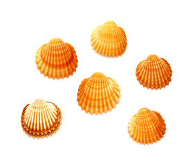Small shells of  juvenile common cockle, Cerastoderma edule,  isolated on white background