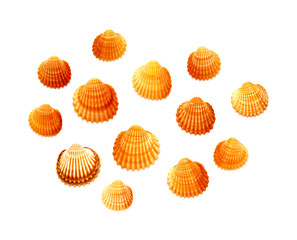 Small shells of  juvenile common cockle, Cerastoderma edule,  isolated on white background