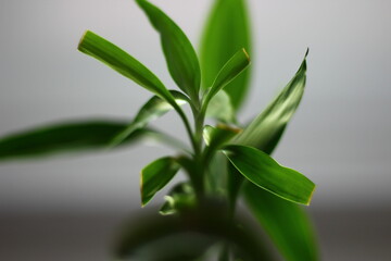 Green plant in pot in the office