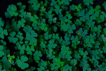 Clover Leaves for Green background with three-leaved shamrocks. st patrick's day background, holiday symbol.