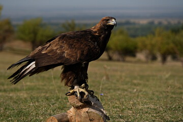 Almaty / Kazakhstan - 09.23.2020 : A tamed Golden eagle sits on a wooden platform in the open steppe.