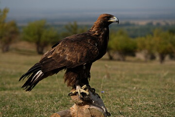 Almaty / Kazakhstan - 09.23.2020 : A tamed Golden eagle sits on a wooden platform in the open steppe.