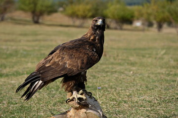 Almaty / Kazakhstan - 09.23.2020 : A tamed Golden eagle sits on a wooden platform in the open steppe.