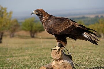 Fototapeta premium Almaty / Kazakhstan - 09.23.2020 : A tamed Golden eagle sits on a wooden platform in the open steppe.